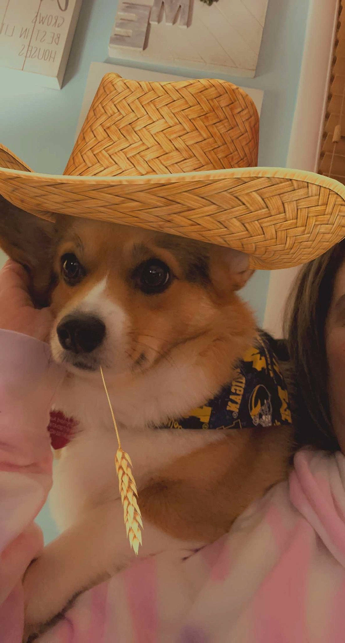 Bristol is registered to the contest to win money with this photo: carnivore, collar, companion_dog, costume_hat, cowboy_hat, dog, dog_breed, dog_supply, ear, eyewear, fawn, fedora, glasses, hat, mammal, pet_supply, sun_hat, sunglasses, whiskers, working_animal