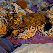 Sally Cat is registered to the contest to win money with this photo: cat, tabby, blanket, quilt, soft, cozy, indoor, feline, fur, resting, sleepy, warm, bed, comfort, pet, animal, cute, relaxed, mammal, domestic