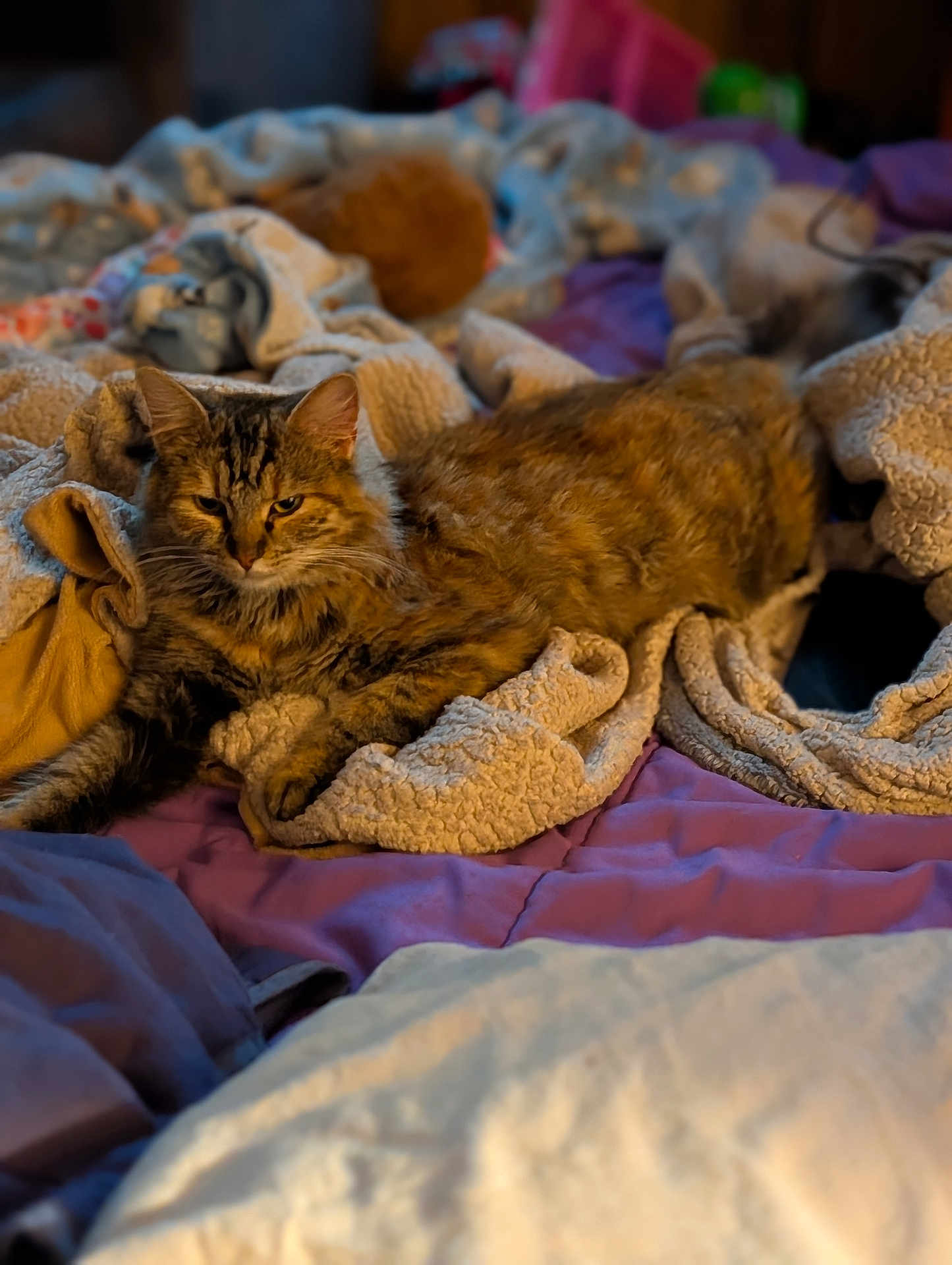Sally Cat is registered to the contest to win money with this photo: cat, tabby, blanket, quilt, soft, cozy, indoor, feline, fur, resting, sleepy, warm, bed, comfort, pet, animal, cute, relaxed, mammal, domestic