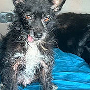 Toto is registered to the contest to win money with this photo: dog, black_dog, white_fur, scruffy, tongue_out, pet, animal, indoor, blanket, blue_blanket, fur, ears_up, cute, mammal, companion, sitting, face, whiskers, brown_eyes, relaxed