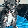 dog, black_dog, white_fur, scruffy, tongue_out, pet, animal, indoor, blanket, blue_blanket, fur, ears_up, cute, mammal, companion, sitting, face, whiskers, brown_eyes, relaxed