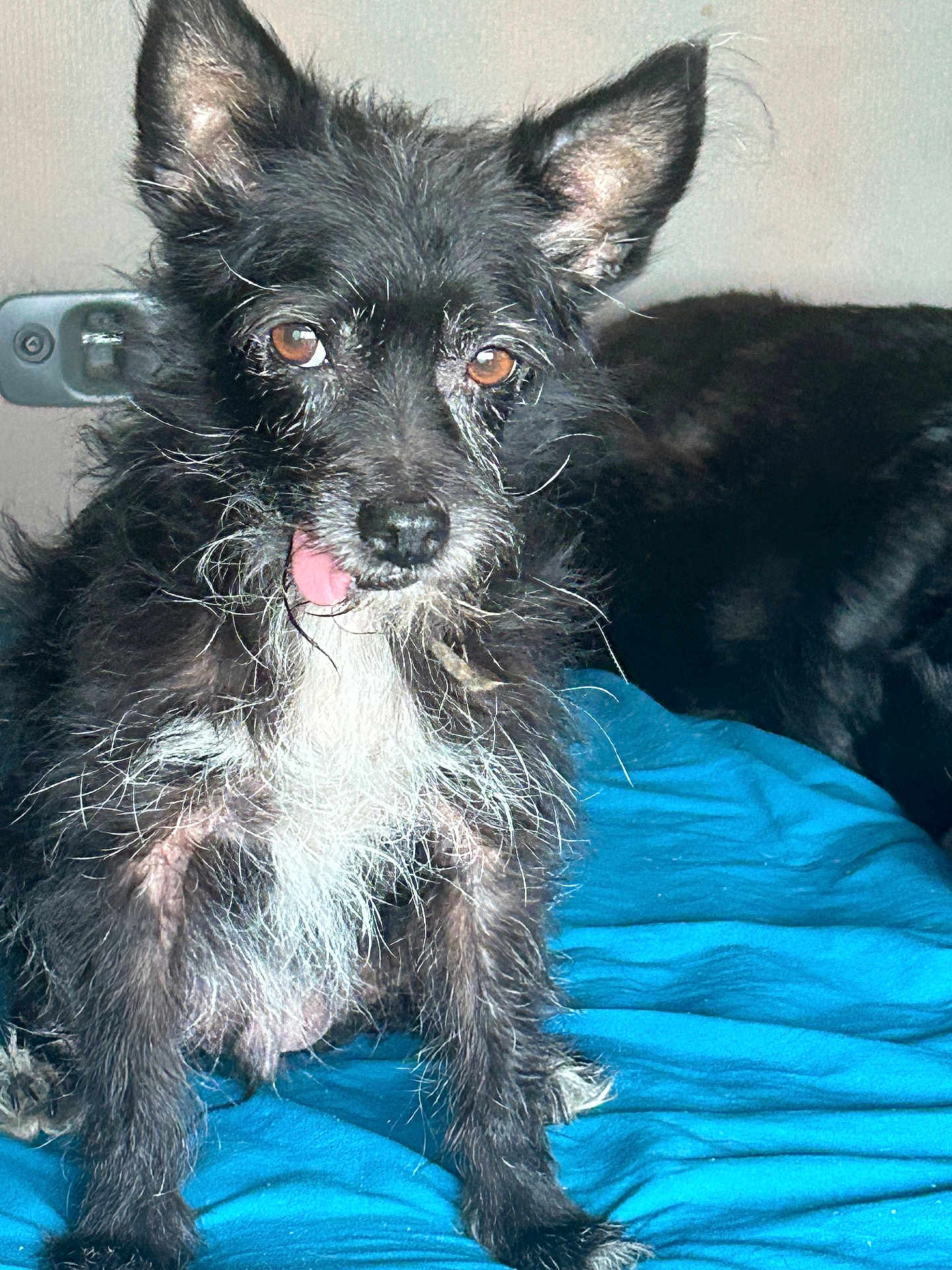 Toto is registered to the contest to win money with this photo: dog, black_dog, white_fur, scruffy, tongue_out, pet, animal, indoor, blanket, blue_blanket, fur, ears_up, cute, mammal, companion, sitting, face, whiskers, brown_eyes, relaxed