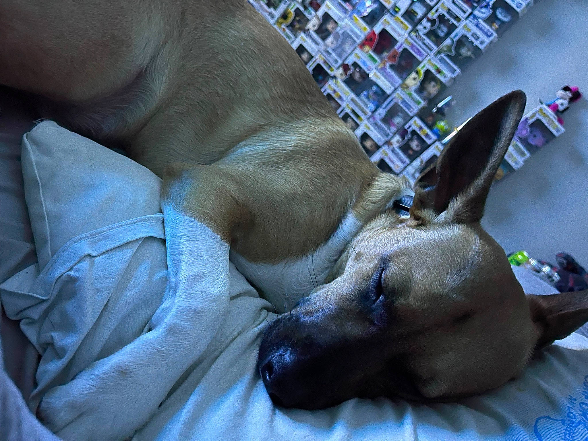 Ringo joined the competition — help win amazing prizes! art, canidae, carnivore, comfort, companion_dog, dog, dog_breed, fawn, felidae, foot, human_leg, linens, paw, small_to_medium_sized_cats, snout, sporting_group, terrestrial_animal, toy_dog, whiskers, working_animal