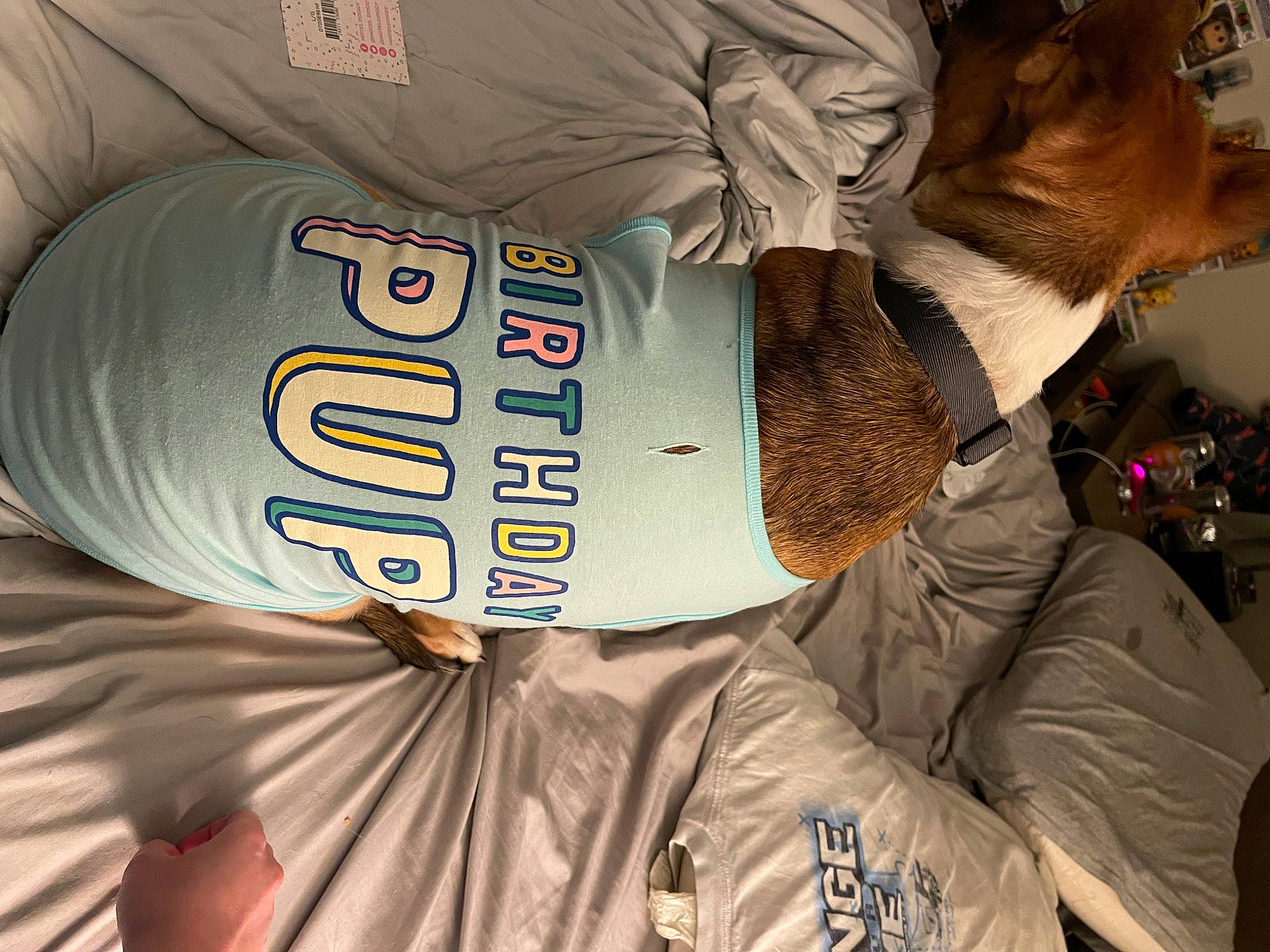 Ringo joined the competition — help win amazing prizes! brown, drink, eyewear, fur, hat, headgear, logo, personal_protective_equipment, sleeve, textile, winter