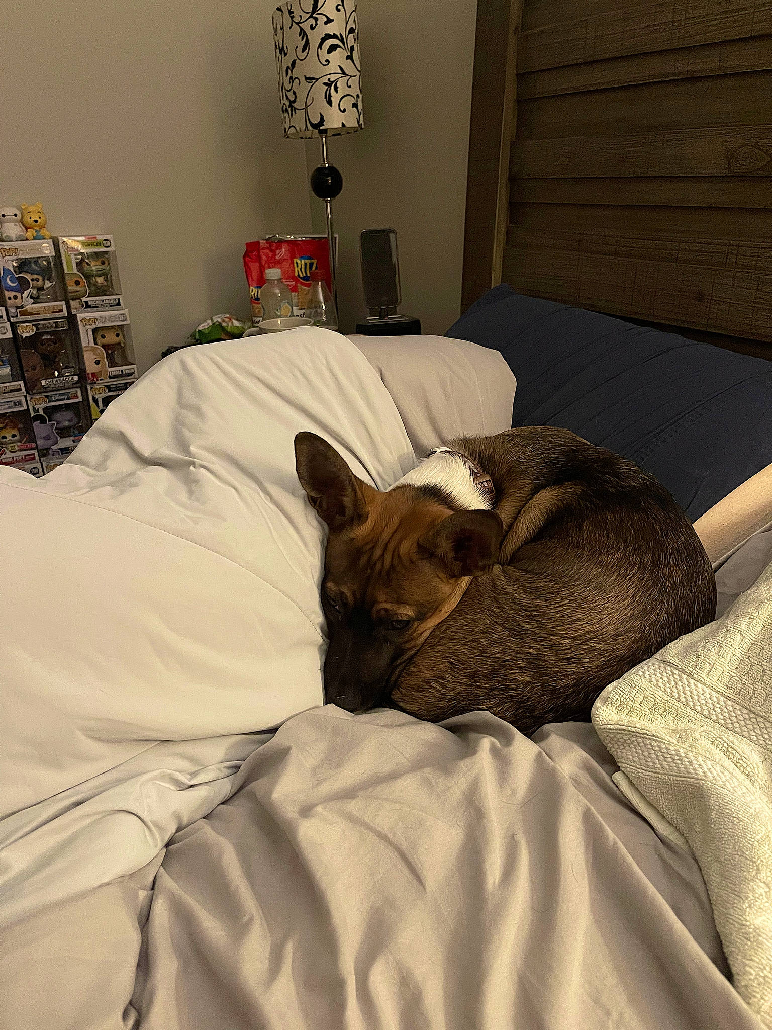 Ringo joined the competition — help win amazing prizes! bed, brown, carnivore, comfort, companion_dog, dog, dog_breed, fawn, felidae, floor, furniture, grey, hardwood, interior_design, picture_frame, small_to_medium_sized_cats, textile, whiskers, window, wood