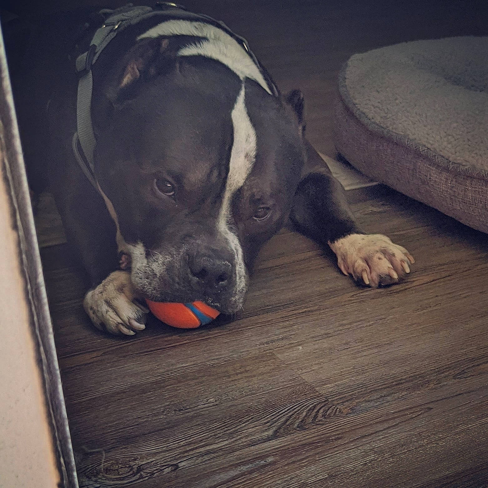 Bentley joined the competition — help win amazing prizes! american_pit_bull_terrier, cane_corso, canidae, carnivore, companion_dog, dog, dog_breed, fawn, guard_dog, mammal, nap, non_sporting_group, nose, pit_bull, puppy, snout, sporting_group