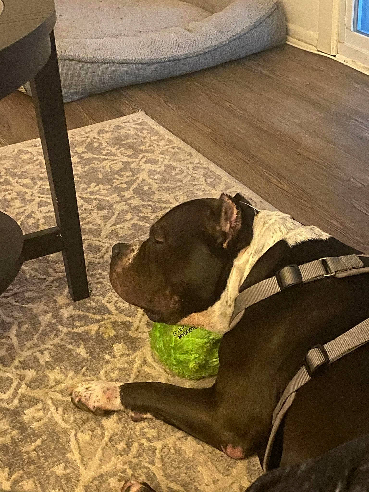 Bentley joined the competition — help win amazing prizes! bandog, canidae, carnivore, dog, dog_breed, fawn, floor, guard_dog, non_sporting_group, snout, sporting_group