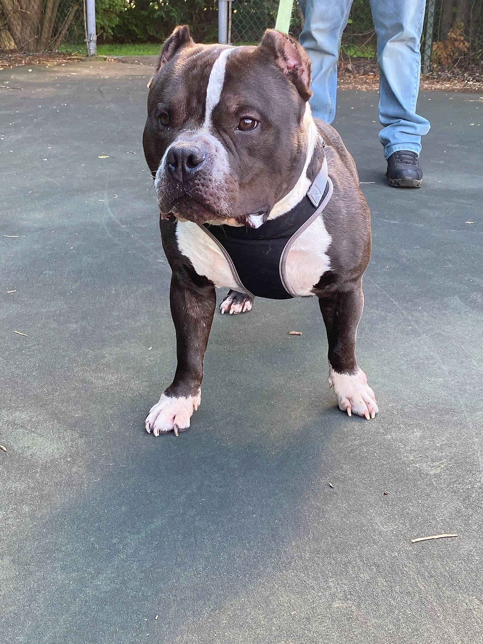 Bentley is registered to the contest to win money with this photo: american_bulldog, american_pit_bull_terrier, american_staffordshire_terrier, canidae, carnivore, companion_dog, dog, dog_breed, dorset_olde_tyme_bulldogge, fawn, mammal, non_sporting_group, olde_english_bulldogge, pit_bull, rare_breed_dog, renascence_bulldogge, snout, sporting_group, staffordshire_bull_terrier, vertebrate