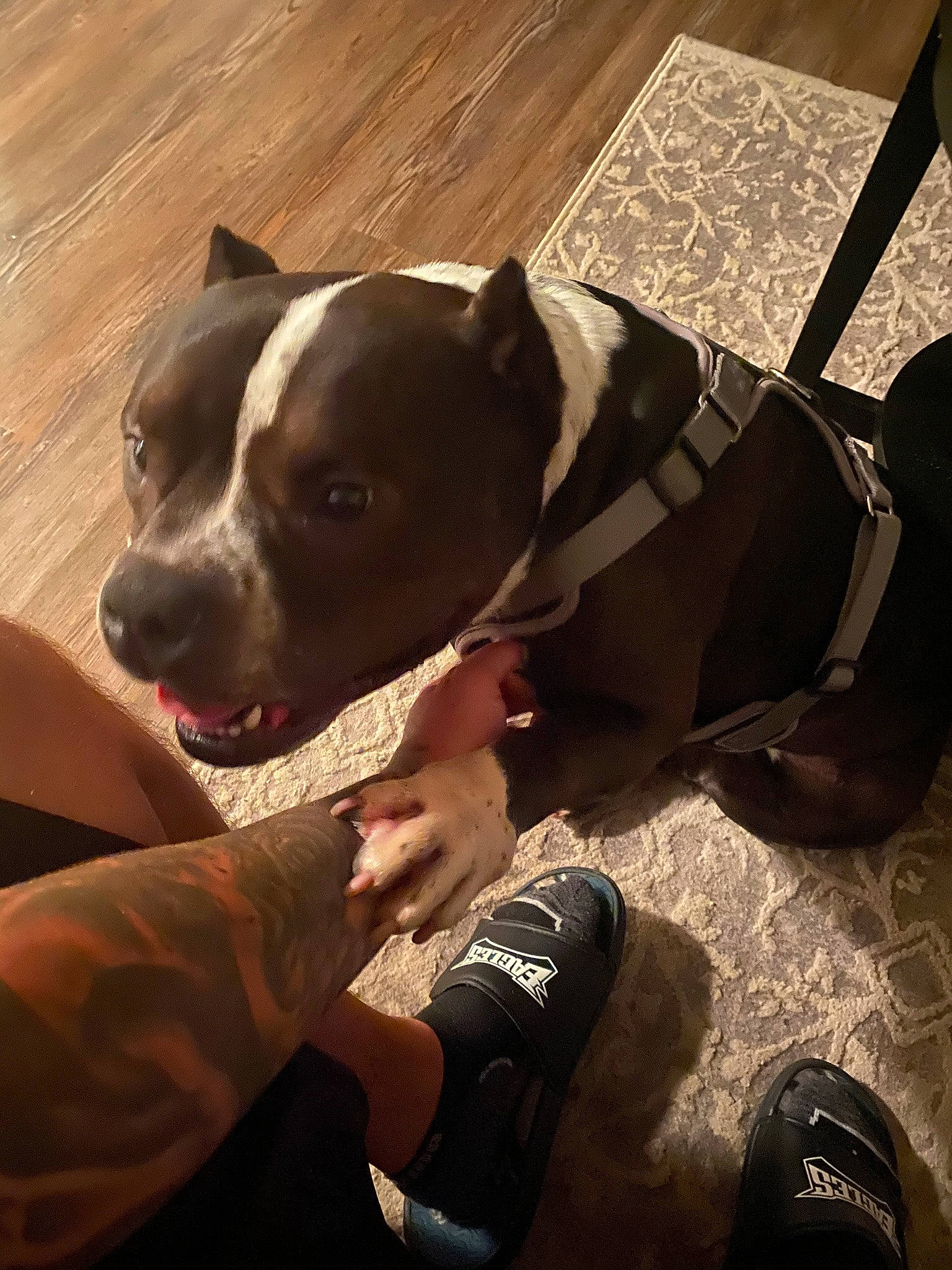 Bentley is registered to the contest to win money with this photo: american_pit_bull_terrier, american_staffordshire_terrier, canidae, carnivore, dog, dog_breed, dog_collar, fawn, mammal, non_sporting_group, pit_bull, snout, sporting_group, staffordshire_bull_terrier