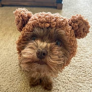 Mirai joined the competition — help win amazing prizes! dog, puppy, brown, fur, knitted_hat, bear_ears, carpet, indoor, cute, pet, small_dog, closeup, looking_up, adorable, fluffy, cozy, wooden_chest, animal, companion, domestic