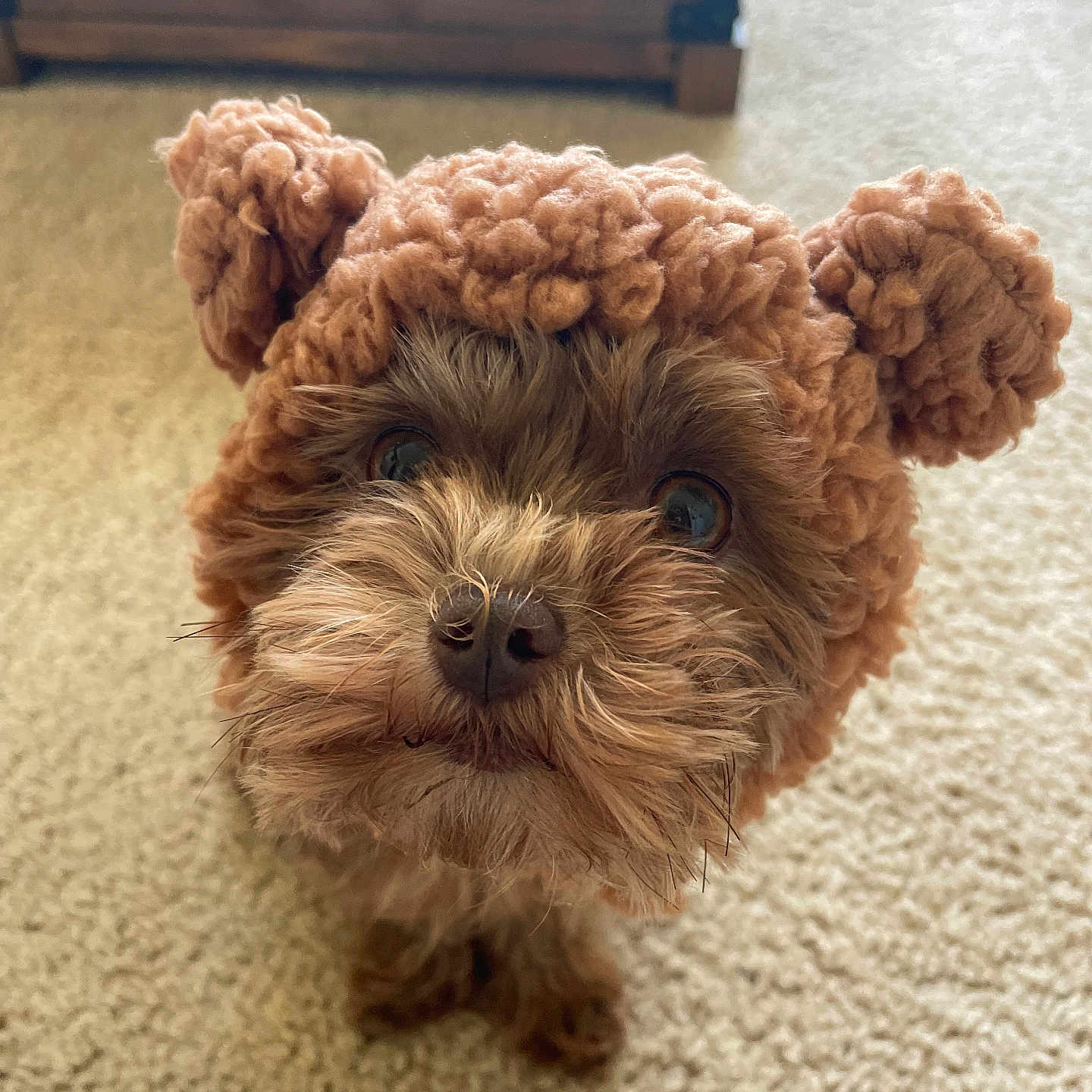 Mirai joined the competition — help win amazing prizes! adorable, animal, bear_ears, brown, carpet, closeup, companion, cozy, cute, dog, domestic, fluffy, fur, indoor, knitted_hat, looking_up, pet, puppy, small_dog, wooden_chest