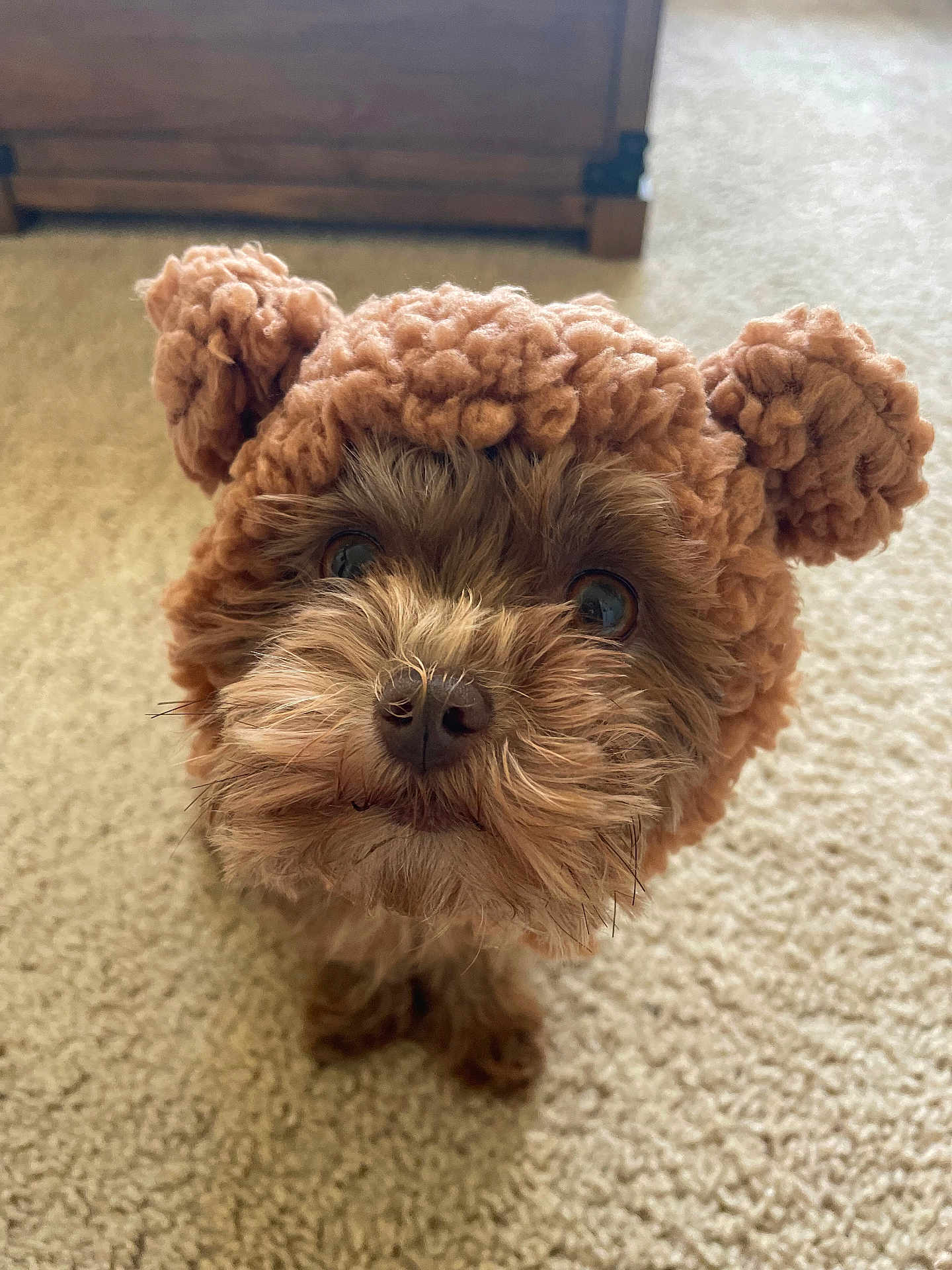 Mirai joined the competition — help win amazing prizes! dog, puppy, brown, fur, knitted_hat, bear_ears, carpet, indoor, cute, pet, small_dog, closeup, looking_up, adorable, fluffy, cozy, wooden_chest, animal, companion, domestic