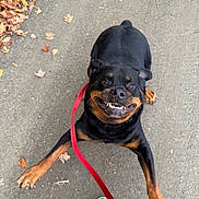 Tucker is registered to the contest to win money with this photo: rottweiler, dog, leash, pavement, autumn_leaves, playful, black_coat, brown_markings, pet, canine, outdoor, footwear, jeans, energetic, animal, walking, sidewalk, happy, tongue_out, close_up