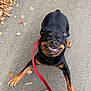 rottweiler, dog, leash, pavement, autumn_leaves, playful, black_coat, brown_markings, pet, canine, outdoor, footwear, jeans, energetic, animal, walking, sidewalk, happy, tongue_out, close_up