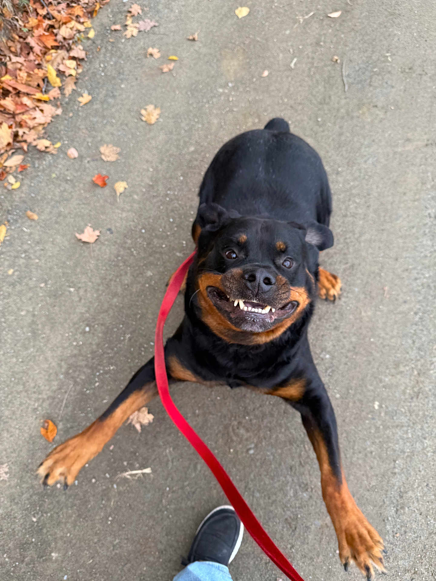 Tucker is registered to the contest to win money with this photo: rottweiler, dog, leash, pavement, autumn_leaves, playful, black_coat, brown_markings, pet, canine, outdoor, footwear, jeans, energetic, animal, walking, sidewalk, happy, tongue_out, close_up