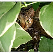 Kit Kat is registered to the contest to win money with this photo: cat, tabby, green_eyes, leaves, nature, camouflage, outdoor, plants, foliage, pet, animal, closeup, wildlife, curious, hidden, shade, sunlight, whiskers, mammal, eye_contact