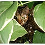 cat, tabby, green_eyes, leaves, nature, camouflage, outdoor, plants, foliage, pet, animal, closeup, wildlife, curious, hidden, shade, sunlight, whiskers, mammal, eye_contact