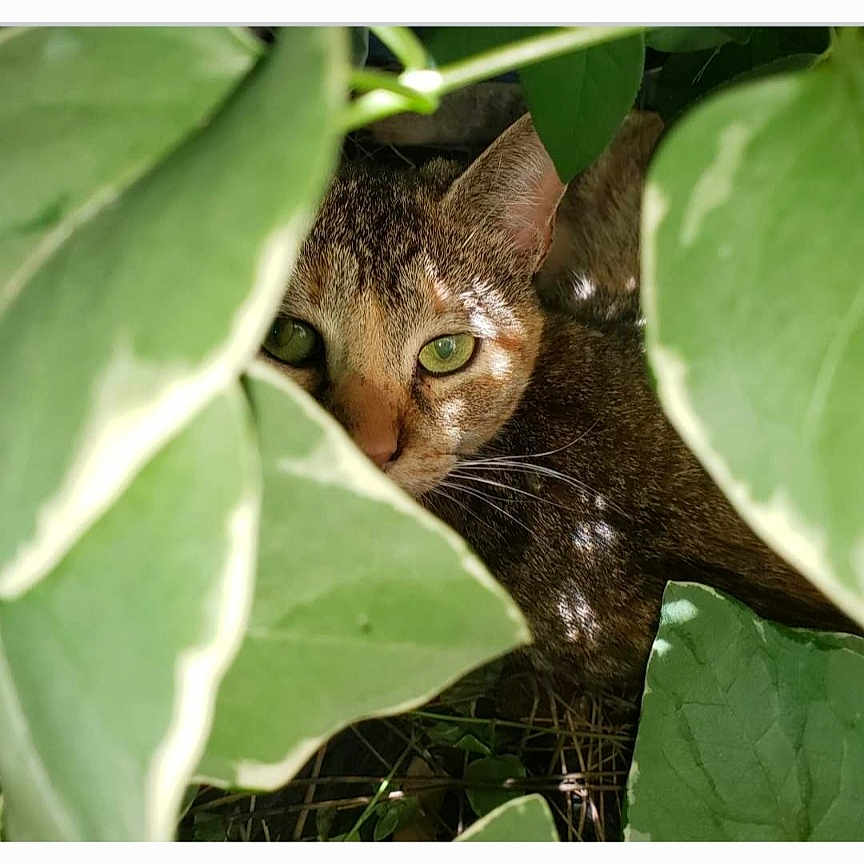 Kit Kat is registered to the contest to win money with this photo: animal, camouflage, cat, closeup, curious, eye_contact, foliage, green_eyes, hidden, leaves, mammal, nature, outdoor, pet, plants, shade, sunlight, tabby, whiskers, wildlife