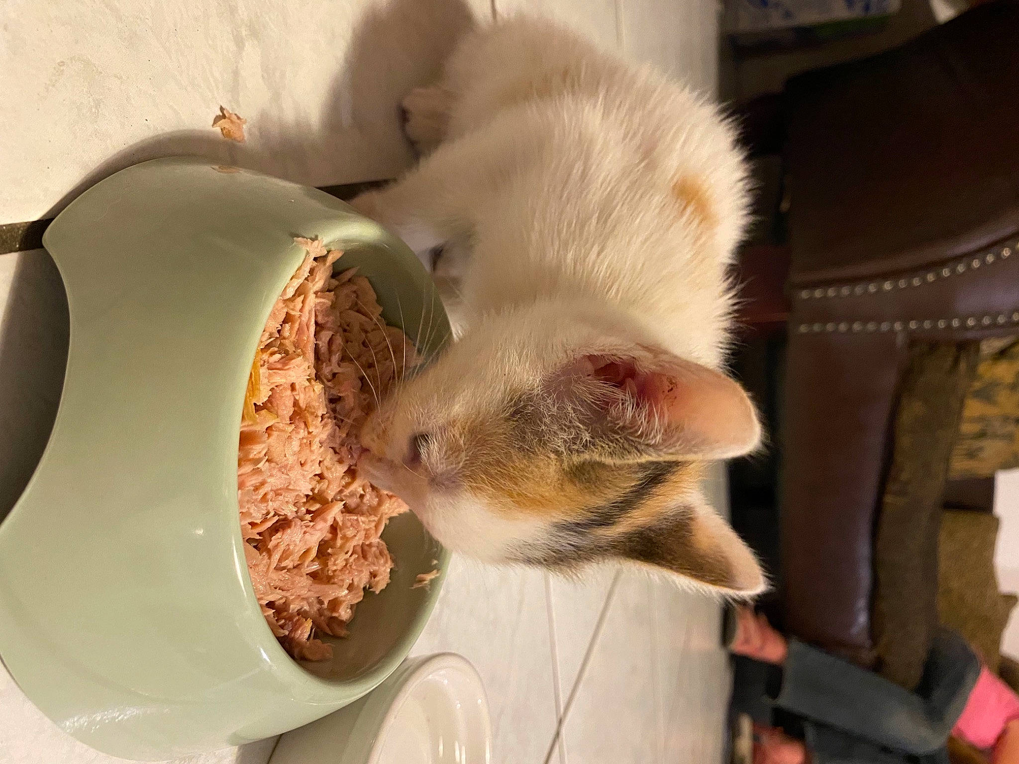 Kyara participe au concours pour gagner de l'argent avec cette photo : animal_feed, carnivore, cat, cat_supply, dishware, fawn, felidae, food, ingredient, pet_food, pet_supply, recipe, serveware, small_animal_food, small_to_medium_sized_cats, snout, tableware, vertebrate, whiskers, wood