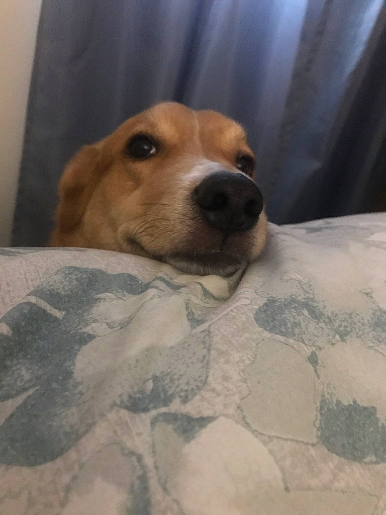 Kramer is registered to the contest to win money with this photo: bed, bedding, carnivore, comfort, companion_dog, curtain, dog, dog_breed, dog_supply, fawn, flooring, fur, linens, pet_supply, smile, snout, sporting_group, terrestrial_animal, whiskers, working_animal