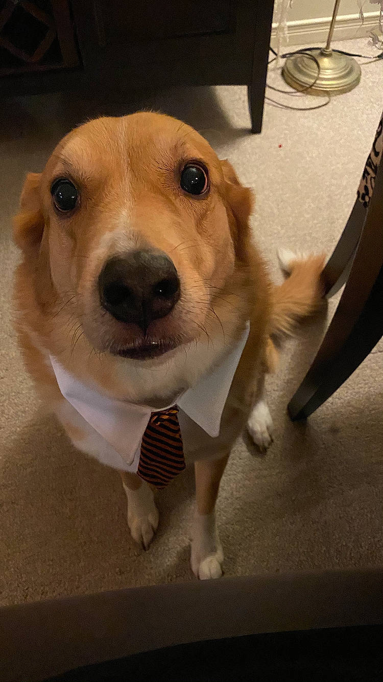 Kramer is registered to the contest to win money with this photo: beagle, carnivore, collar, companion_dog, dog, dog_breed, dog_clothes, dog_collar, dog_supply, eye, fawn, fur, head, kitchen_utensil, leash, paw, pet_supply, whiskers, wood, working_animal