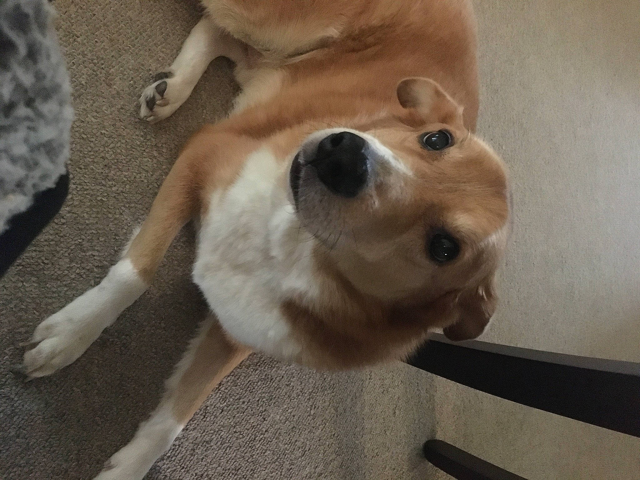 Kramer is registered to the contest to win money with this photo: carnivore, collar, companion_dog, dog, dog_breed, dog_collar, dog_supply, ear, fawn, fur, mammal, paw, pet_supply, retriever, snout, sporting_group, tail, whiskers, wood, working_animal