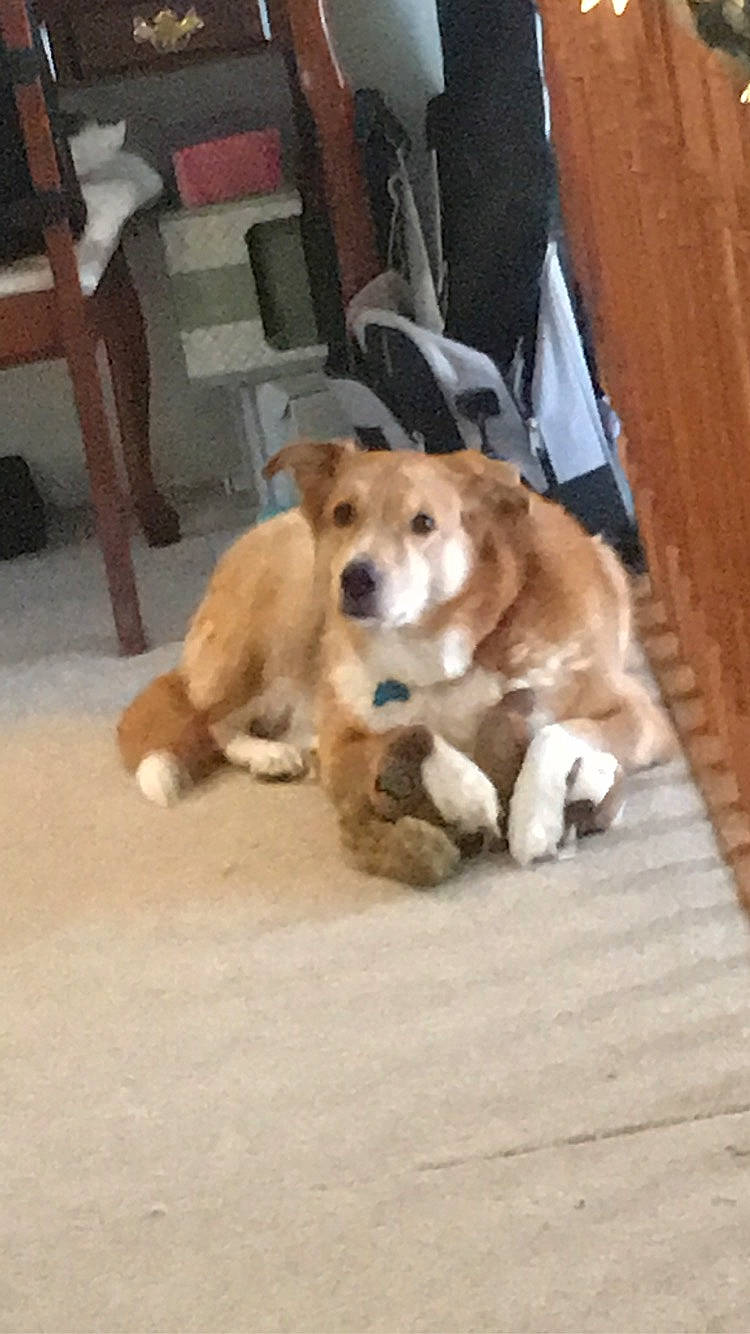 Kramer joined the competition — help win amazing prizes! ball, canidae, carnivore, chair, comfort, companion_dog, dog, dog_breed, fawn, flooring, fur, hardwood, paw, retriever, snout, sporting_group, tail, terrestrial_animal, whiskers, wood