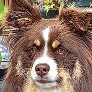 Kylo is registered to the contest to win money with this photo: dog, brown_fur, white_fur, fluffy, pet, animal, portrait, close_up, ears, eyes, nose, outdoor, plants, flowers, greenery, nature, garden, fence, wood, decor
