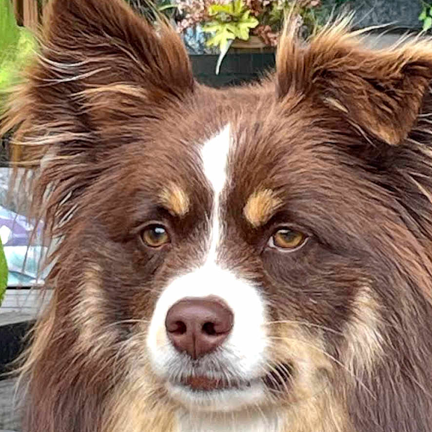 Kylo is registered to the contest to win money with this photo: dog, brown_fur, white_fur, fluffy, pet, animal, portrait, close_up, ears, eyes, nose, outdoor, plants, flowers, greenery, nature, garden, fence, wood, decor