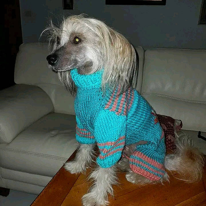 Loulou participe au concours pour gagner de l'argent avec cette photo : canidae, carnivore, companion_dog, couch, dog, dog_breed, dog_clothes, dog_supply, fur, poodle, sleeper_chair, sporting_group, studio_couch, terrier, toy_dog, water_dog