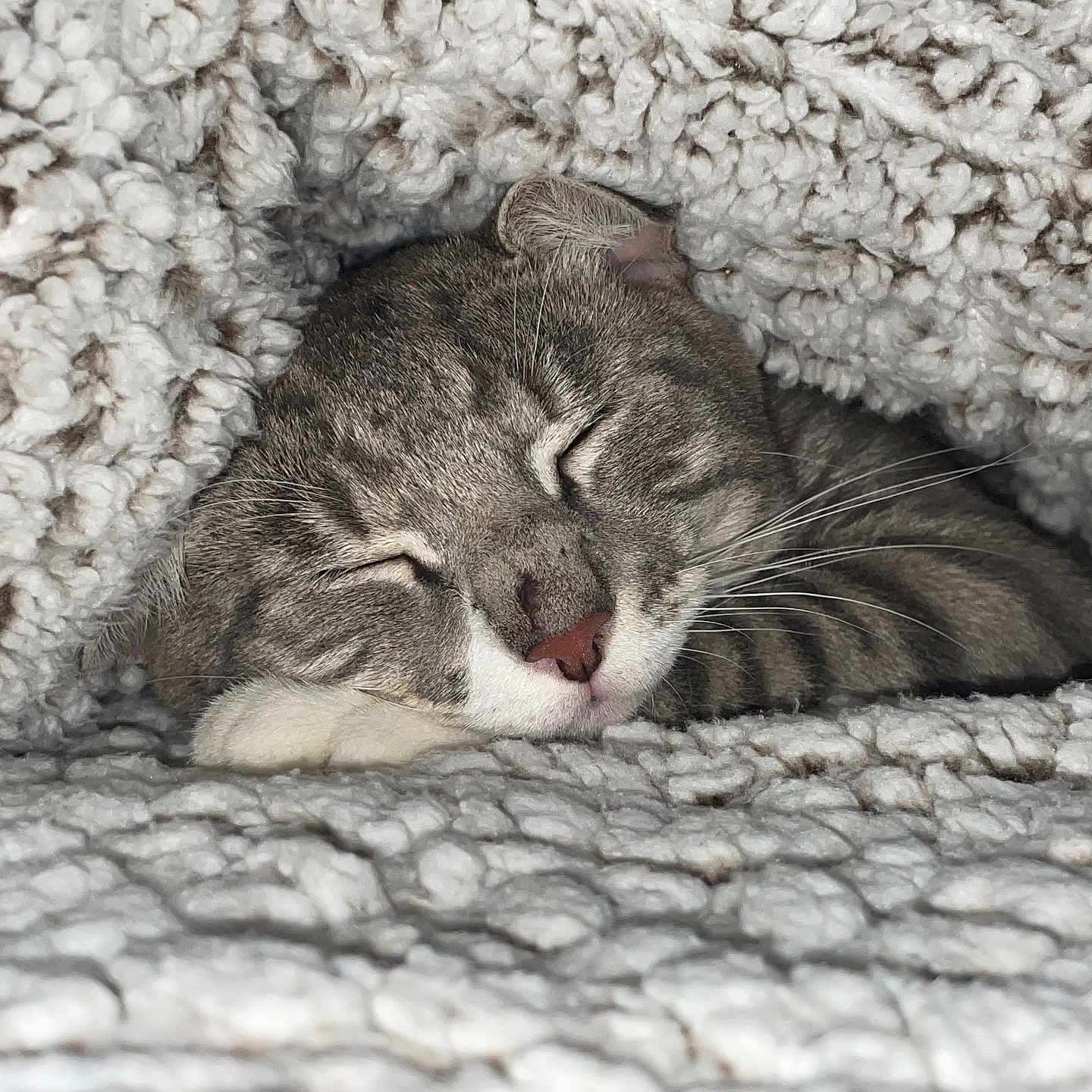 Izmir Naem Kloud joined the competition — help win amazing prizes! abyssinian, animal, bed, bedroom, blanket, canine, cat, couch, dog, egyptiancat, furniture, homedecor, kitten, manx, person, pet, puppy, quilt, sleeping, snout