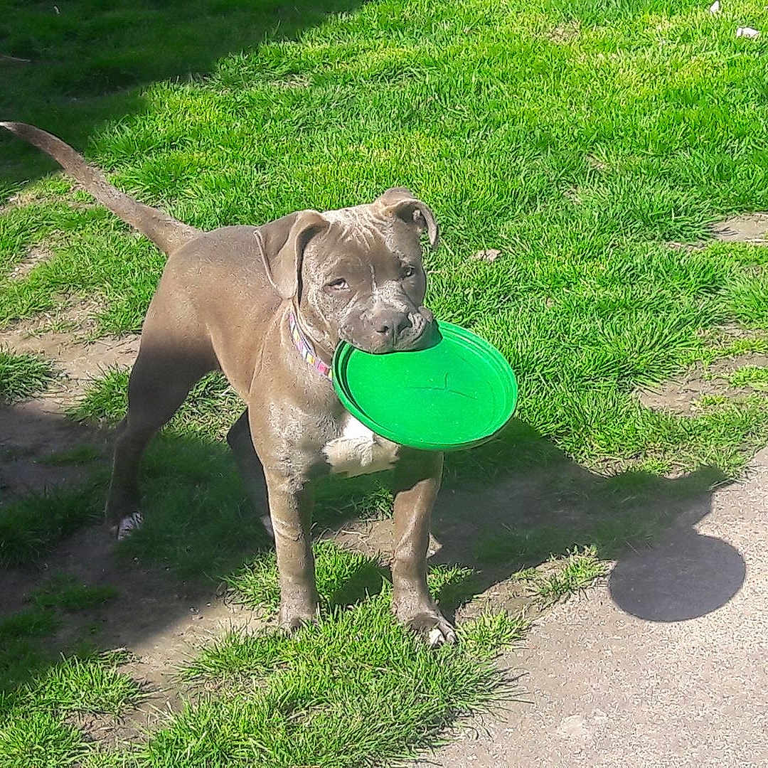 Bella is registered to the contest to win money with this photo: attention, backyard, brown_coat, chew_toy, collar, dog, frisbee, grass, green_disc, lawn, mud, muddy, outdoor, paws, pet, playful, shadow, snout, standing, sunlight