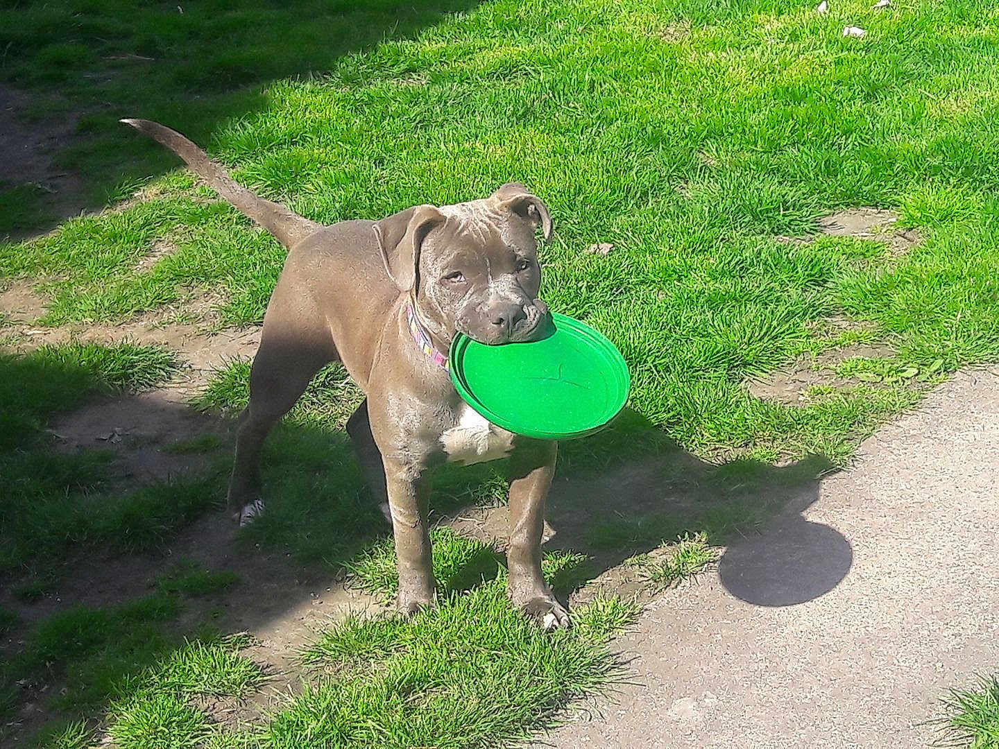 Bella is registered to the contest to win money with this photo: dog, pet, frisbee, green_disc, grass, lawn, backyard, mud, muddy, collar, playful, standing, paws, shadow, sunlight, outdoor, chew_toy, attention, brown_coat, snout
