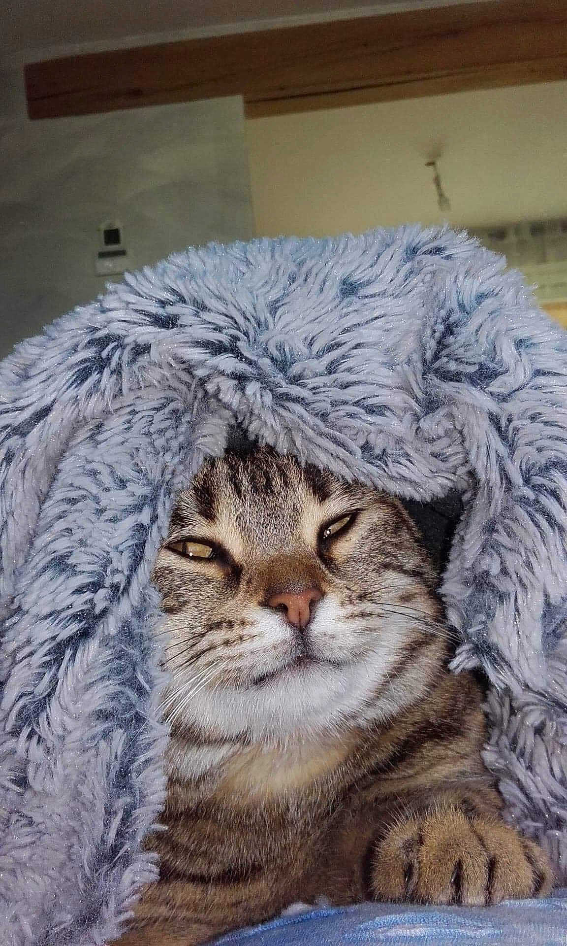 Moumousse participe au concours pour gagner de l'argent avec cette photo : american_shorthair, asian, british_semi_longhair, carnivore, cat, domestic_short_haired_cat, dragon_li, european_shorthair, eye, felidae, fur, kitten, mammal, pixie_bob, siberian, small_to_medium_sized_cats, snout, tabby_cat, whiskers, wild_cat