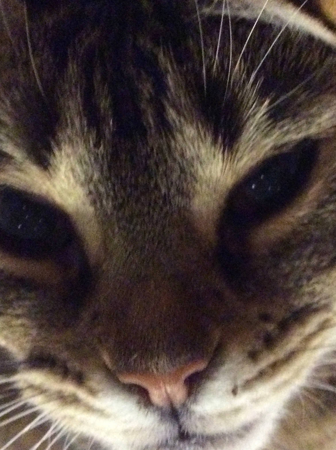 Moumousse a rejoint le concours — aidez-le/la à gagner de superbes lots ! aegean_cat, asian, carnivore, cat, close_up, domestic_short_haired_cat, european_shorthair, eye, felidae, fur, kitten, nose, photography, sky, sleep, small_to_medium_sized_cats, snout, tabby_cat, whiskers, wild_cat