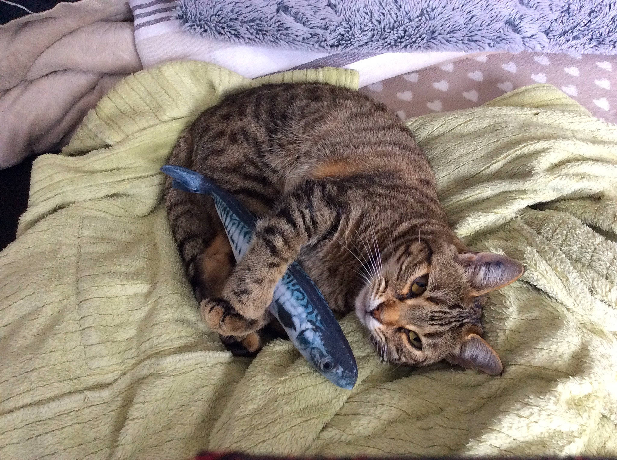 Moumousse a rejoint le concours — aidez-le/la à gagner de superbes lots ! asian, bengal, california_spangled, carnivore, cat, domestic_short_haired_cat, dragon_li, european_shorthair, felidae, fur, kitten, mammal, nap, ocicat, pixie_bob, sleep, small_to_medium_sized_cats, tabby_cat, toyger, whiskers