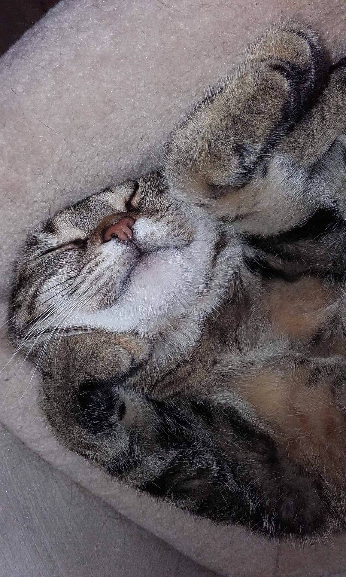 Moumousse participe au concours pour gagner de l'argent avec cette photo : american_shorthair, asian, carnivore, cat, domestic_short_haired_cat, dragon_li, drawing, european_shorthair, felidae, fur, nap, paw, sleep, small_to_medium_sized_cats, snout, tabby_cat, whiskers