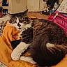 Marvel participe au concours pour gagner de l'argent avec cette photo : animal, bag, cat, clothing, comfortable, cozy, curious, domestic, feline, fur, household, indoor, looking_at_camera, orange_blanket, pet, relaxed, resting, tail, whiskers, wooden_floor