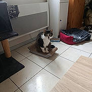 Marvel a rejoint le concours — aidez-le/la à gagner de superbes lots ! animal, black_and_white_cat, cabinet, cat, cat_tree, cozy, curious, domestic, floor, furniture, heater, home, indoor, looking, pet, pet_bed, quiet, scratching_pad, sitting, tile_floor
