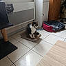 animal, black_and_white_cat, cabinet, cat, cat_tree, cozy, curious, domestic, floor, furniture, heater, home, indoor, looking, pet, pet_bed, quiet, scratching_pad, sitting, tile_floor