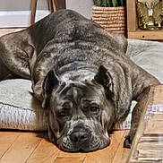 Drizzle is registered to the contest to win money with this photo: animal, basket, brown, canine, cushion, decor, dog, ears, floor, fur, home, indoor, large_dog, lying_down, pet, relaxed, resting, snout, wooden_floor, wrinkled_face