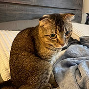 Honey joined the competition — help win amazing prizes! cat, scottish_fold, folded_ears, pet, animal, feline, brown_fur, golden_eyes, whiskers, sitting, bed, blanket, bedroom, indoors, portrait, close_up, soft_lighting, wooden_headboard, cozy, cute