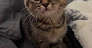 Honey is registered to the contest to win money with this photo: cat, kitten, tabby, feline, pet, animal, portrait, sitting, indoors, bed, blanket, bedding, cozy, brown_fur, striped_fur, whiskers, blue_eyes, ears, cute, household