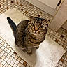 Honey is registered to the contest to win money with this photo: cat, tabby, pet, animal, folded_ears, green_eyes, whiskers, sitting, portrait, bathroom, bath_mat, tiled_floor, indoors, home, wooden_door, floor, furry, brown_fur, looking_up, cute