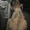 Honey is registered to the contest to win money with this photo: cat, tabby_cat, furry, fluffy, lying_down, belly_up, raised_paws, whiskers, green_eyes, pet, animal, bed, bedroom, blanket, bedding, indoor, portrait, funny, relaxed, playful