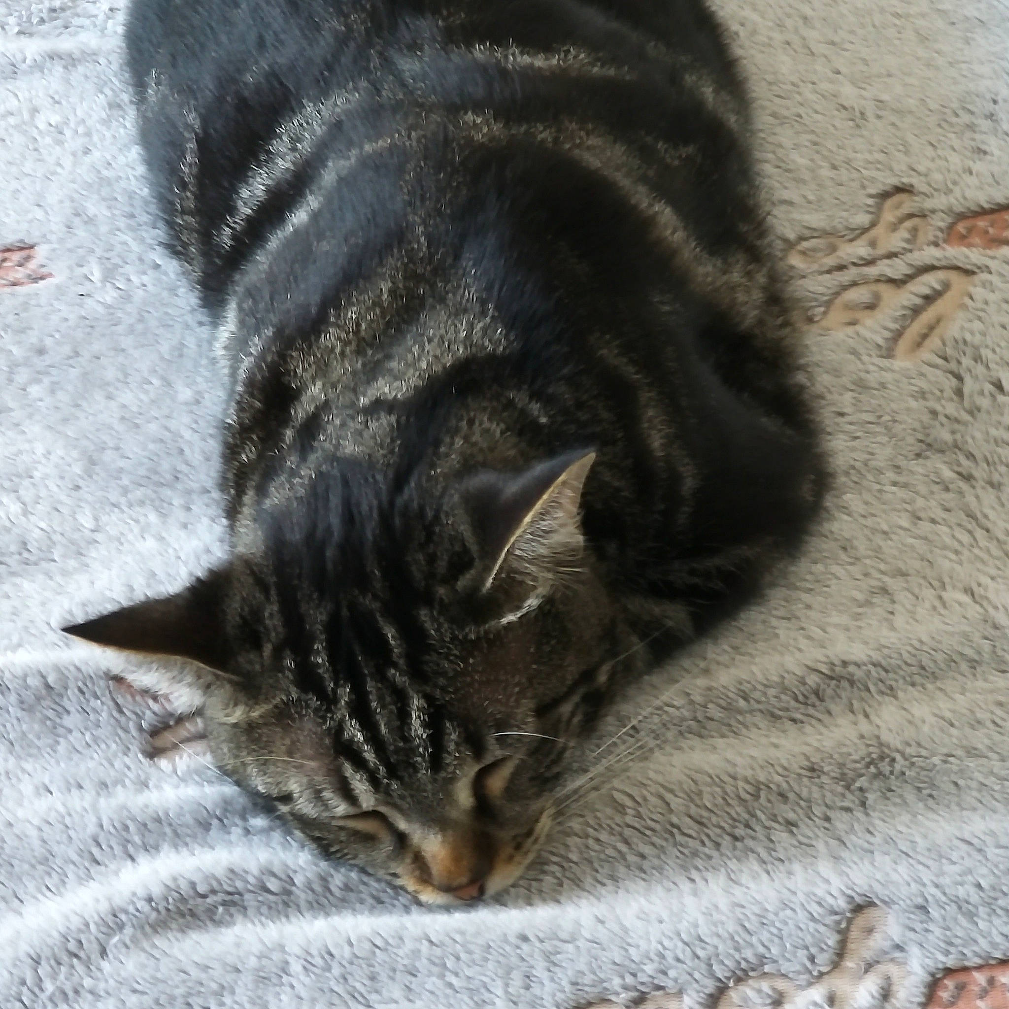 Simba a rejoint le concours — aidez-le/la à gagner de superbes lots ! asian, carnivore, cat, claw, domestic_short_haired_cat, dragon_li, european_shorthair, felidae, fur, kitten, nap, polydactyl_cat, sleep, small_to_medium_sized_cats, snout, tabby_cat, tail, whiskers, wild_cat