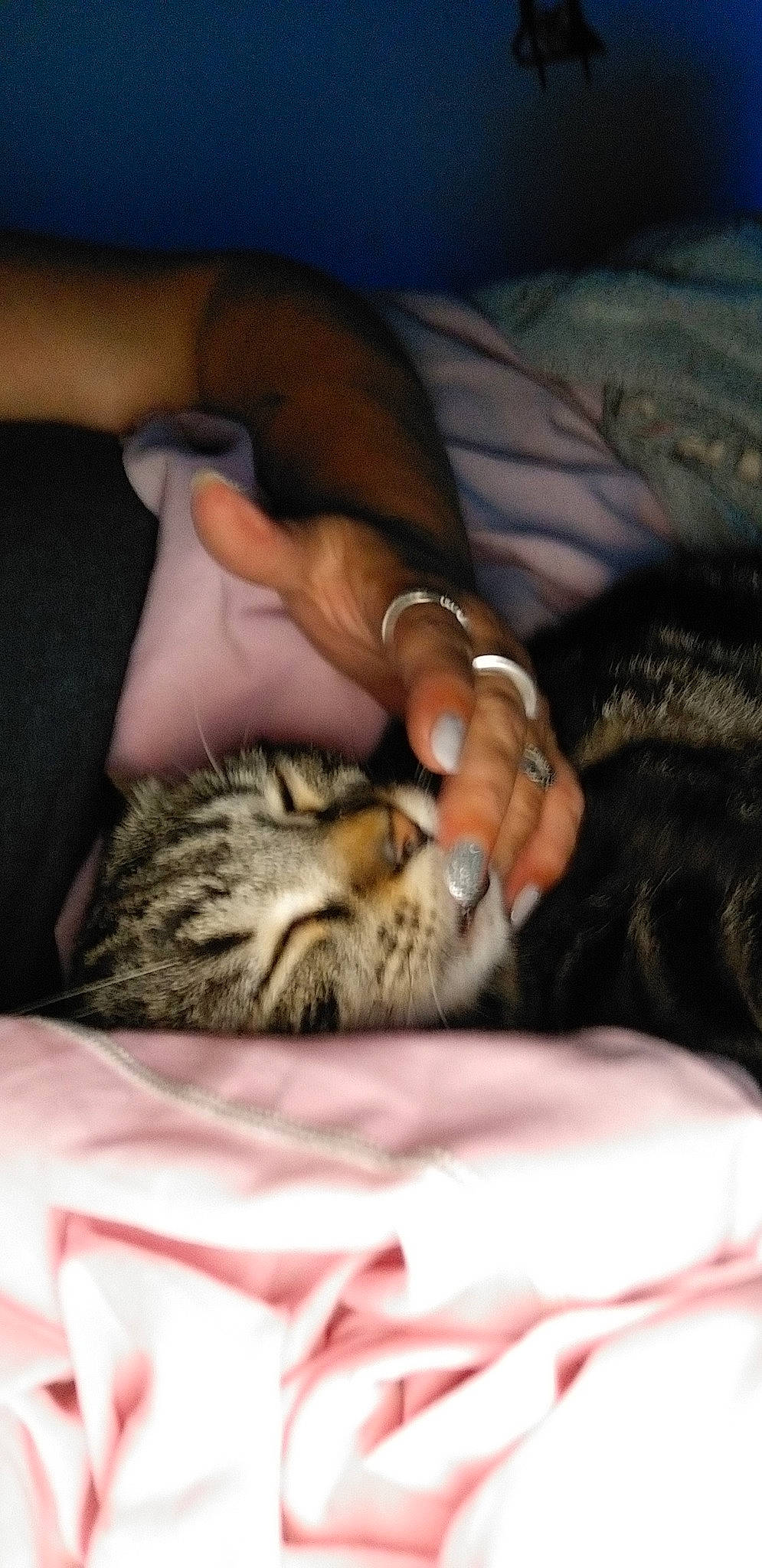 Simba participe au concours pour gagner de l'argent avec cette photo : american_shorthair, asian, bengal, california_spangled, carnivore, cat, domestic_short_haired_cat, dragon_li, egyptian_mau, european_shorthair, felidae, hand, kitten, mammal, pixie_bob, savannah, small_to_medium_sized_cats, tabby_cat, toyger, whiskers