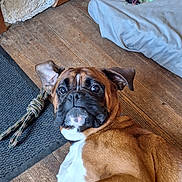 Fanny Tantin participe au concours pour gagner de l'argent avec cette photo : dog, boxer, pet, floor, wooden_floor, dog_bed, toy, rope_toy, indoor, curious, lying_down, brown, white, ears, face, eyes, looking, carpet, home, animal