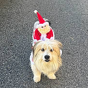 Will participe au concours pour gagner de l'argent avec cette photo : dog, fluffy, pavement, outdoor, costume, santa_claus, holiday, festive, fur, pet, animal, beard, red_hat, white_fur, cute, standing, winter, celebration, canine, adorable