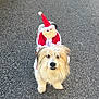 dog, fluffy, pavement, outdoor, costume, santa_claus, holiday, festive, fur, pet, animal, beard, red_hat, white_fur, cute, standing, winter, celebration, canine, adorable